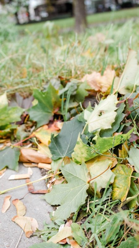 Herbst in Antwerpen