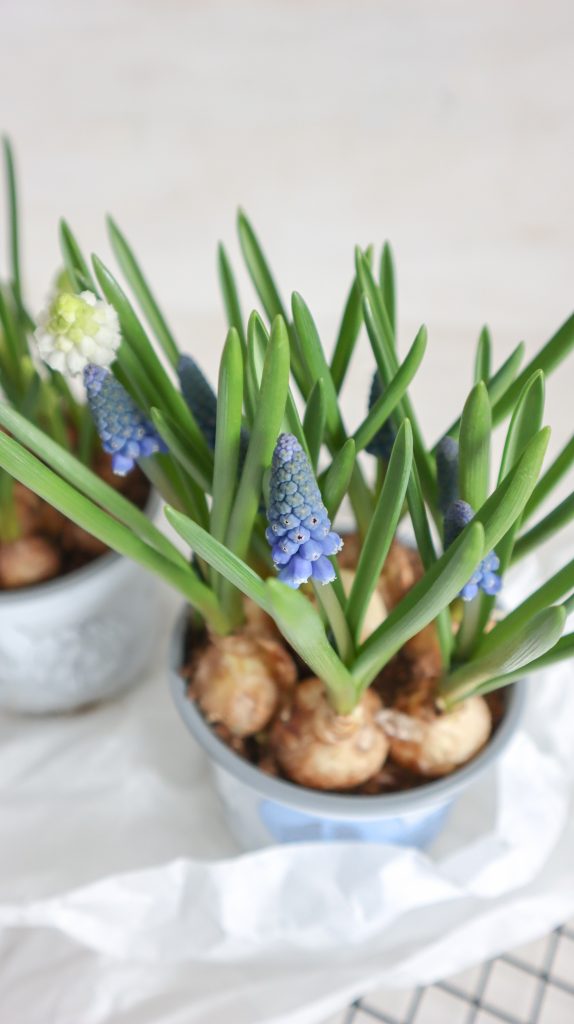 Traubenhyazinthen für eine frühlingshafte Deko Idee