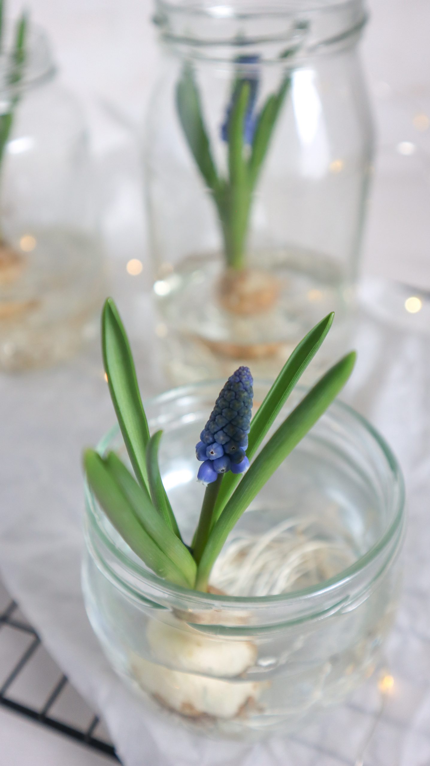 schlichte Frühlingsdeko mit Traubenhyazinthen