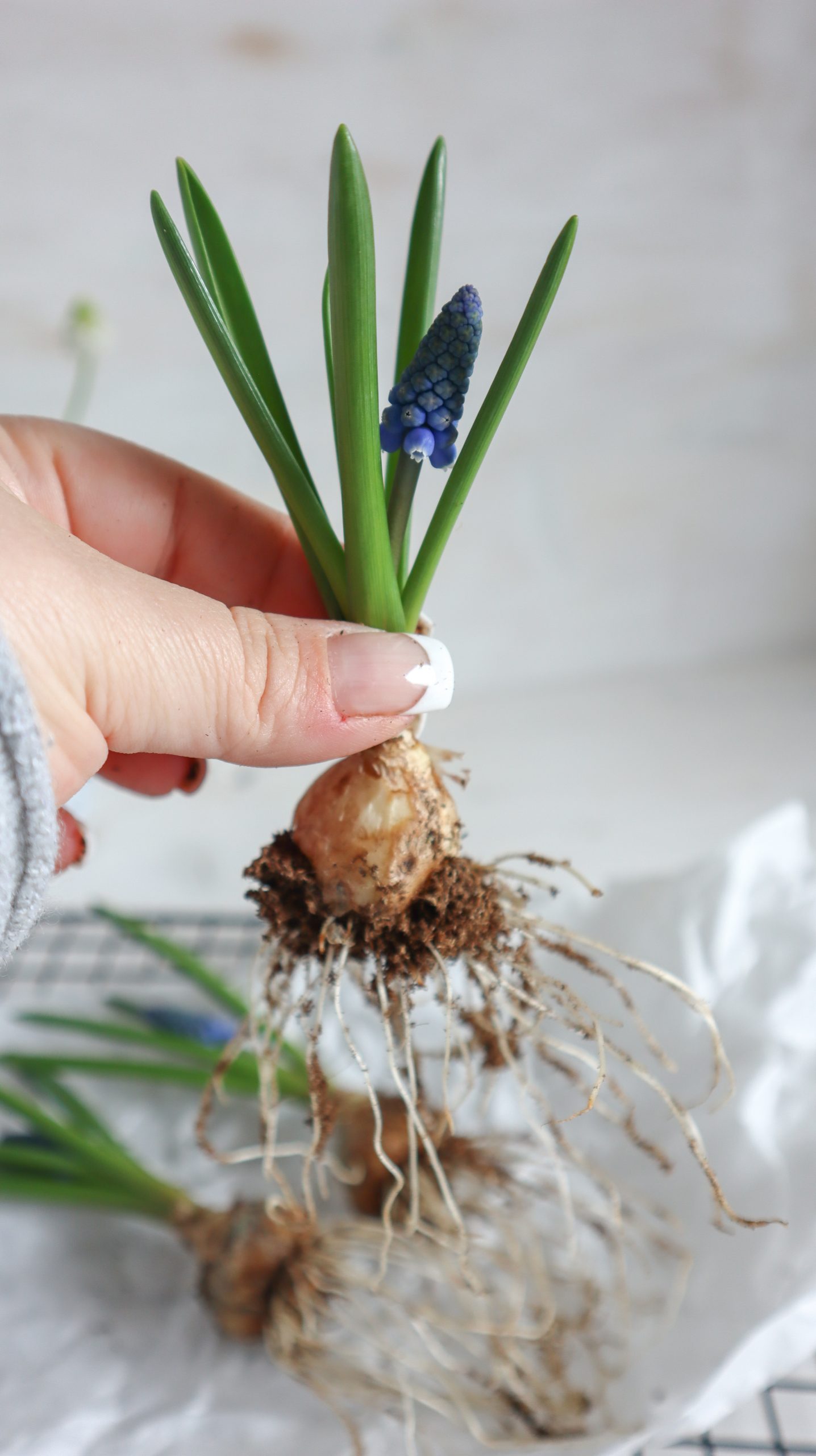 Frühlingsblüher für eine schöne einfache Frühlingsdeko vorbereiten