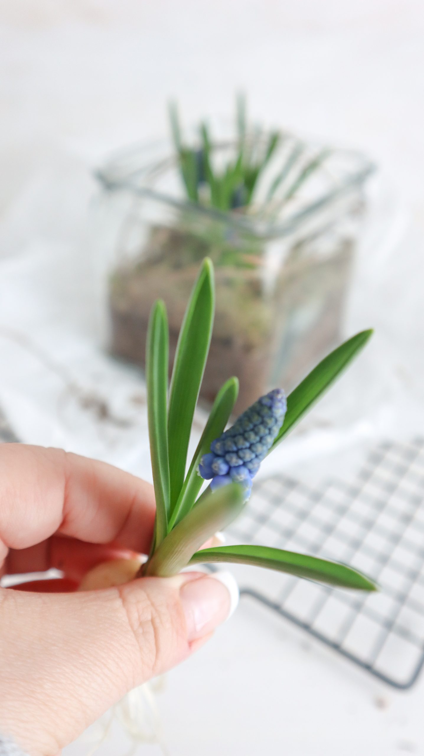 schöne und natürliche Frühlingsdeko mit Traubenhyazinthen und Naturmaterialien