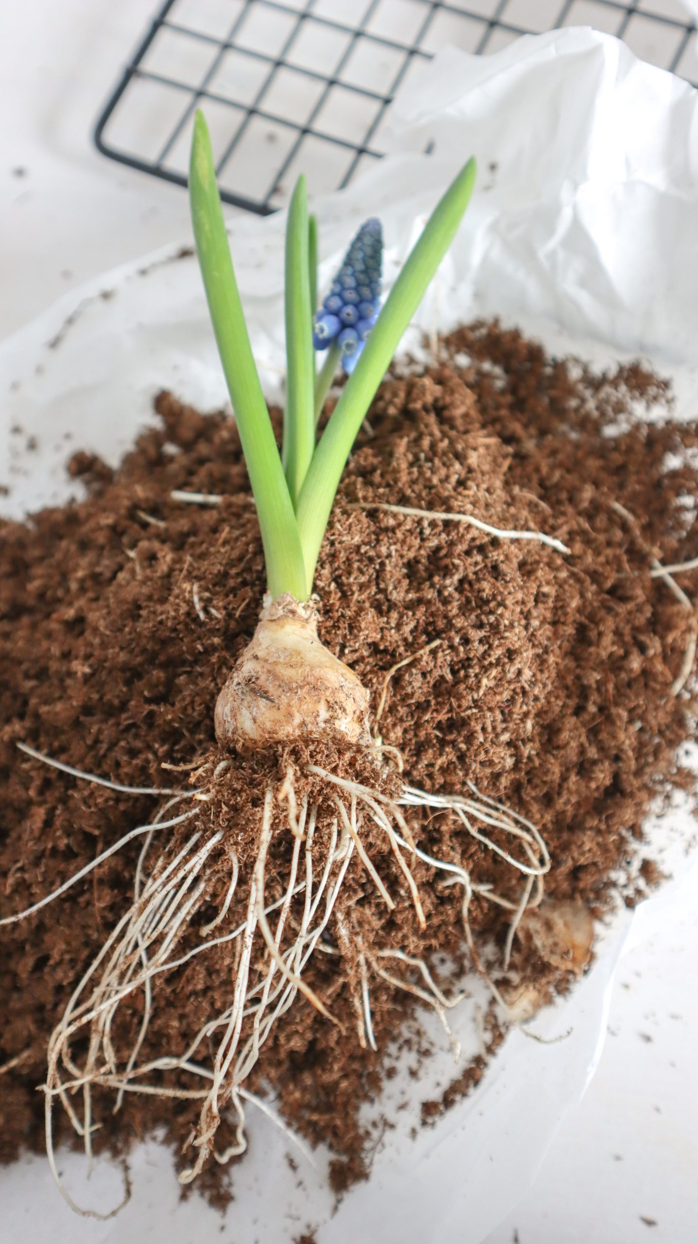 Frühlingsblüher für eine schöne einfache Frühlingsdeko vorbereiten