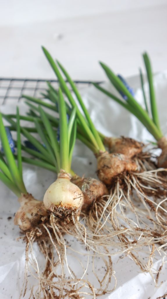 Frühlingsblüher für eine schöne einfache Frühlingsdeko vorbereiten