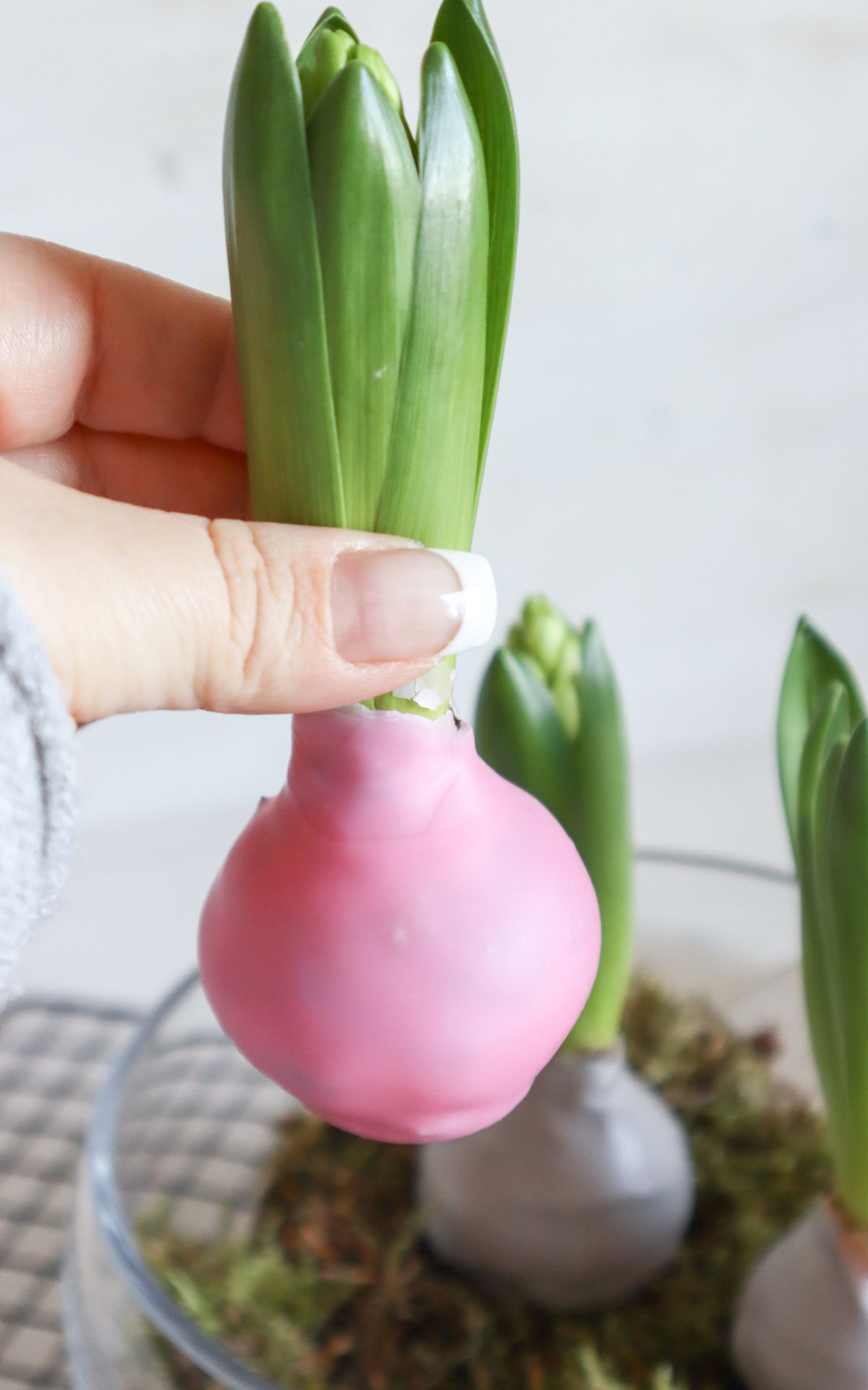 Nie wieder Blumen gießen mit Hyazinthen in Wachs, Moos und Papier! So machst du Wachs Hyazinthen einfach selber - auch mit anderen Blumenzwiebeln wie z.B. Amaryllis. Eine pflegeleichte DIY Frühlingsdeko & Geschenkidee. | Hyazinthen in Wachs, Moos und Papier - Meine DIY Frühlingsdeko bekannt aus SWR Kaffee oder Tee