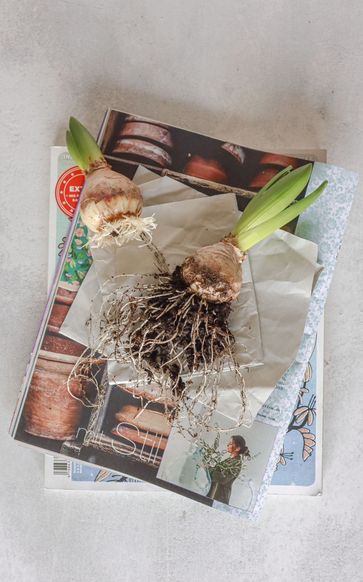 Nie wieder Blumen gießen mit Hyazinthen in Wachs, Moos und Papier! So machst du Wachs Hyazinthen einfach selber - auch mit anderen Blumenzwiebeln wie z.B. Amaryllis. Eine pflegeleichte DIY Frühlingsdeko & Geschenkidee. | Hyazinthen in Wachs, Moos und Papier - Meine DIY Frühlingsdeko bekannt aus SWR Kaffee oder Tee