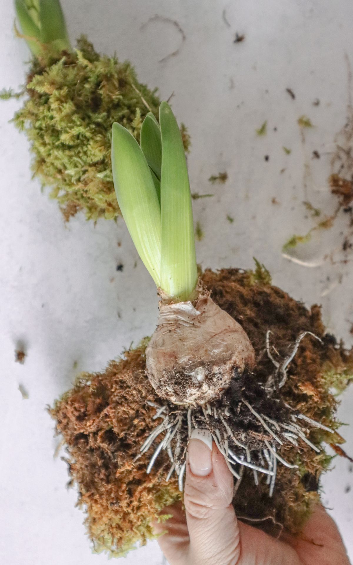 Nie wieder Blumen gießen mit Hyazinthen in Wachs, Moos und Papier! So machst du Wachs Hyazinthen einfach selber - auch mit anderen Blumenzwiebeln wie z.B. Amaryllis. Eine pflegeleichte DIY Frühlingsdeko & Geschenkidee. | Hyazinthen in Wachs, Moos und Papier - Meine DIY Frühlingsdeko bekannt aus SWR Kaffee oder Tee