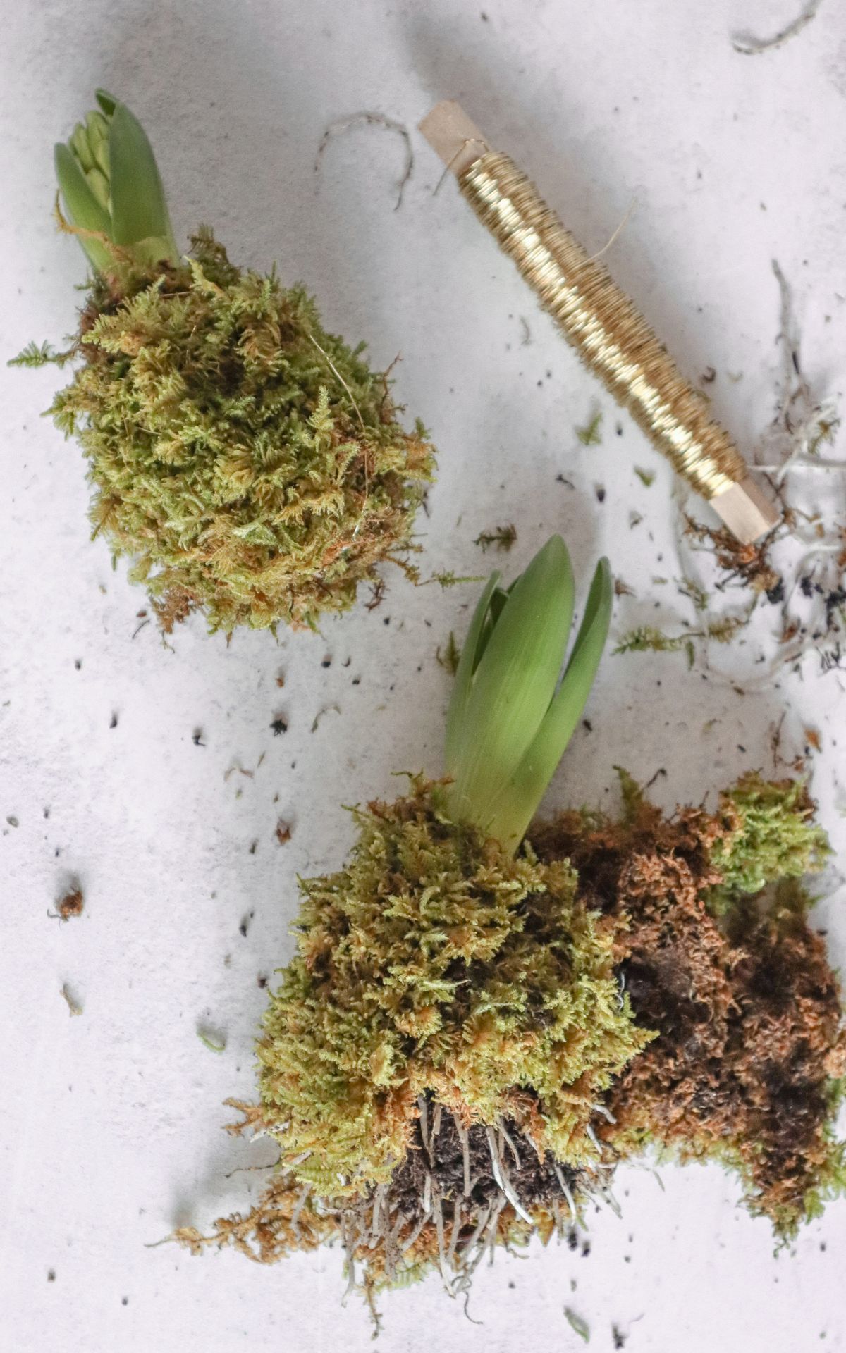 Nie wieder Blumen gießen mit Hyazinthen in Wachs, Moos und Papier! So machst du Wachs Hyazinthen einfach selber - auch mit anderen Blumenzwiebeln wie z.B. Amaryllis. Eine pflegeleichte DIY Frühlingsdeko & Geschenkidee. | Hyazinthen in Wachs, Moos und Papier - Meine DIY Frühlingsdeko bekannt aus SWR Kaffee oder Tee