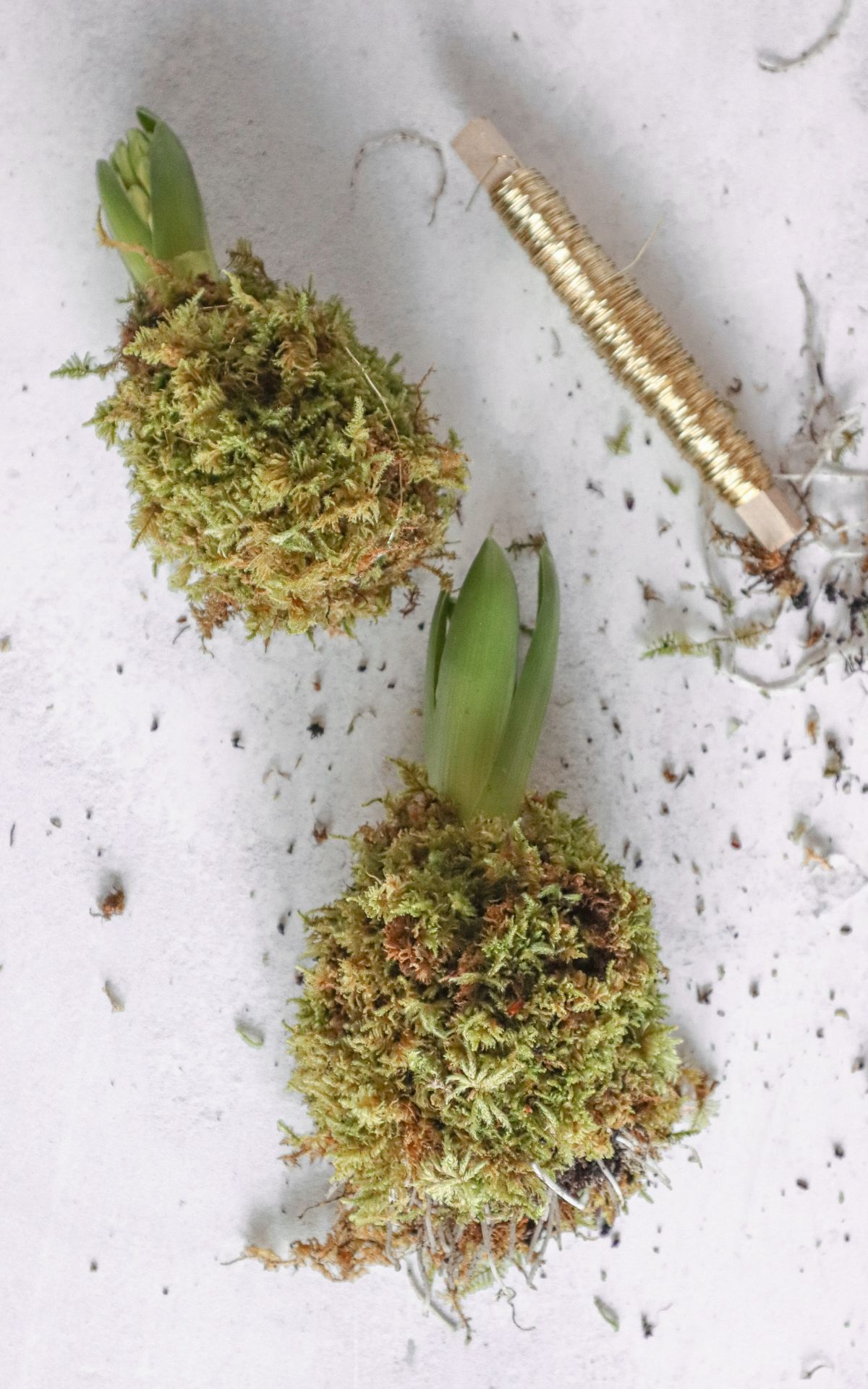 Nie wieder Blumen gießen mit Hyazinthen in Wachs, Moos und Papier! So machst du Wachs Hyazinthen einfach selber - auch mit anderen Blumenzwiebeln wie z.B. Amaryllis. Eine pflegeleichte DIY Frühlingsdeko & Geschenkidee. | Hyazinthen in Wachs, Moos und Papier - Meine DIY Frühlingsdeko bekannt aus SWR Kaffee oder Tee