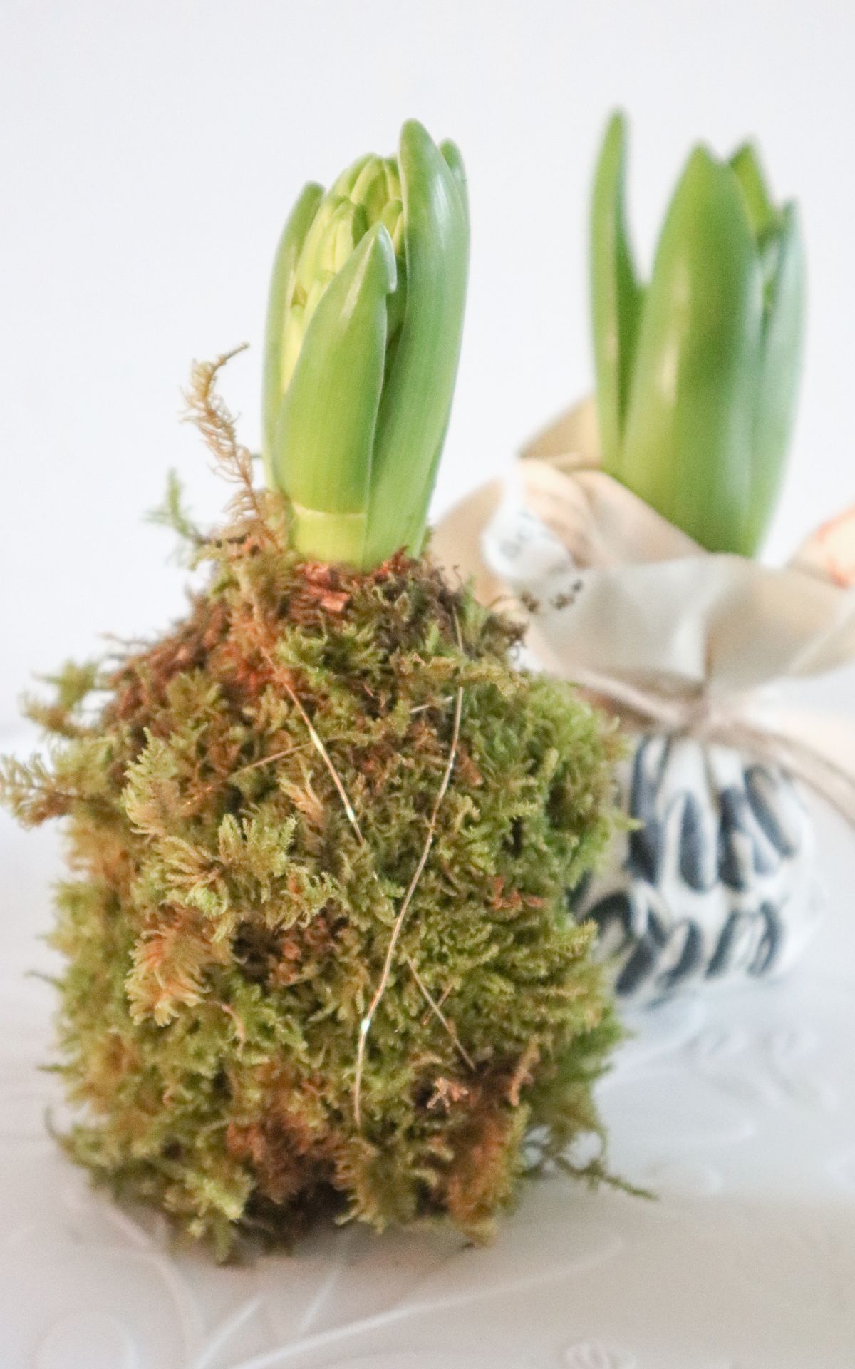 Nie wieder Blumen gießen mit Hyazinthen in Wachs, Moos und Papier! So machst du Wachs Hyazinthen einfach selber - auch mit anderen Blumenzwiebeln wie z.B. Amaryllis. Eine pflegeleichte DIY Frühlingsdeko & Geschenkidee. | Hyazinthen in Wachs, Moos und Papier - Meine DIY Frühlingsdeko bekannt aus SWR Kaffee oder Tee