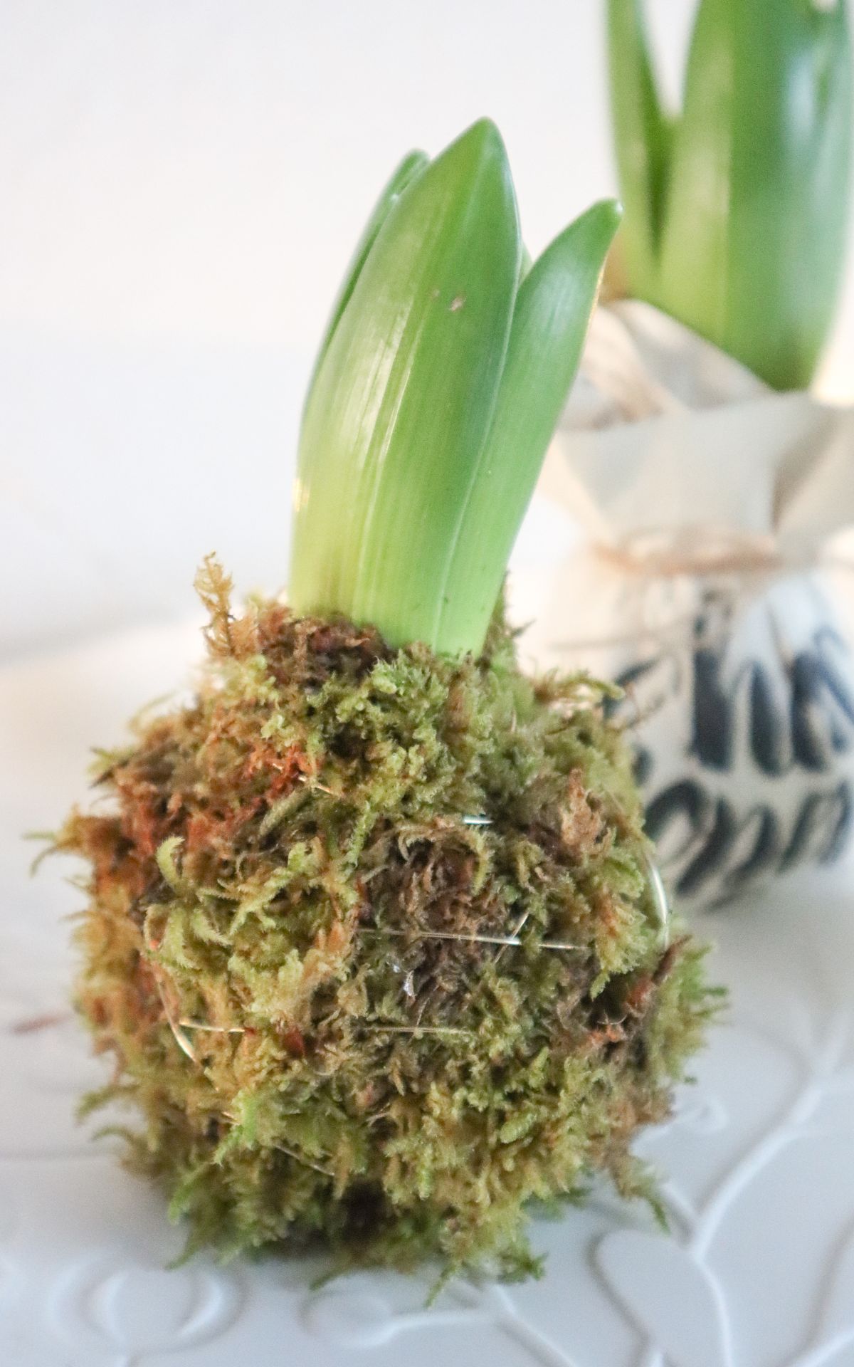 Nie wieder Blumen gießen mit Hyazinthen in Wachs, Moos und Papier! So machst du Wachs Hyazinthen einfach selber - auch mit anderen Blumenzwiebeln wie z.B. Amaryllis. Eine pflegeleichte DIY Frühlingsdeko & Geschenkidee. | Hyazinthen in Wachs, Moos und Papier - Meine DIY Frühlingsdeko bekannt aus SWR Kaffee oder Tee