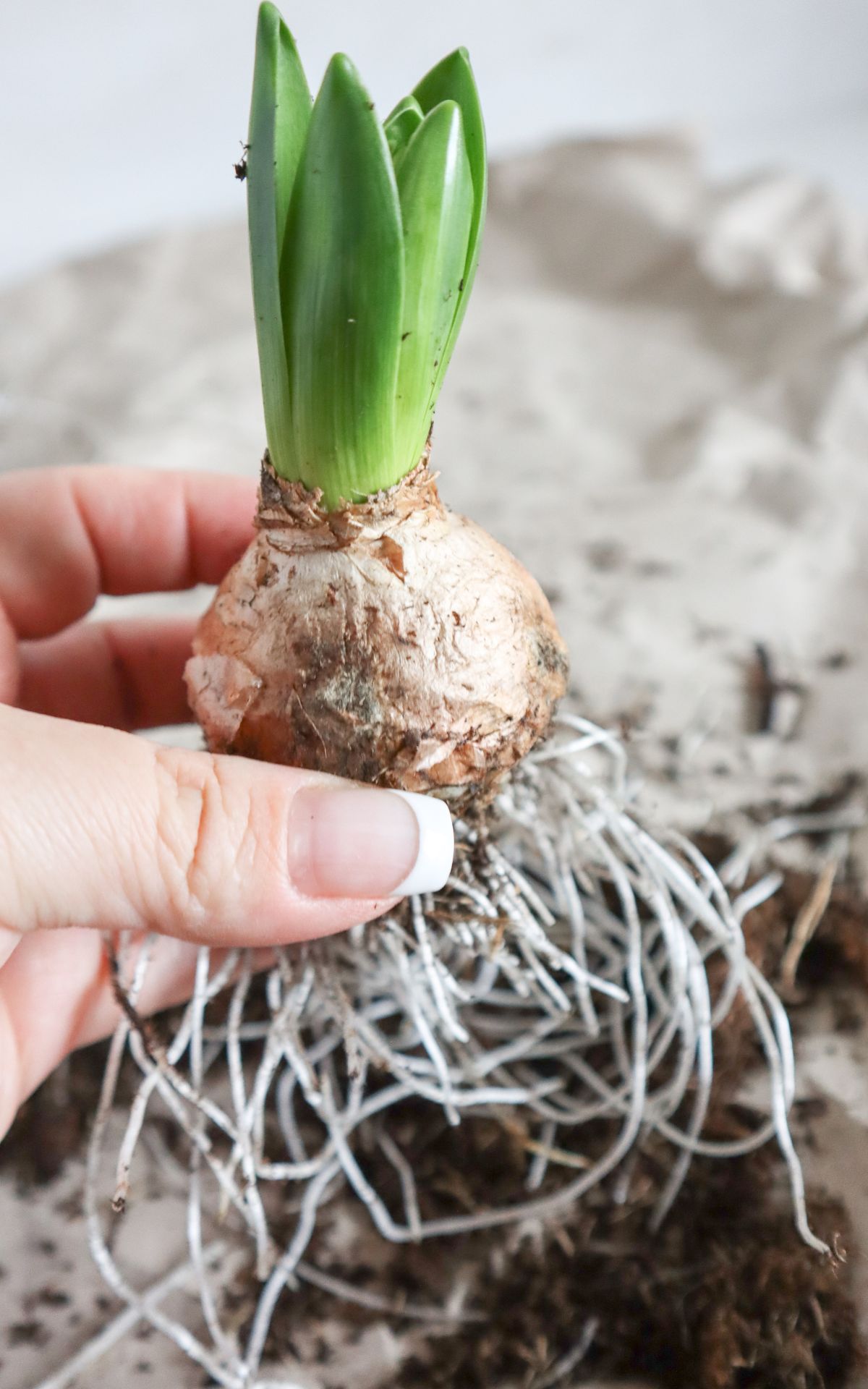 Nie wieder Blumen gießen mit Hyazinthen in Wachs, Moos und Papier! So machst du Wachs Hyazinthen einfach selber - auch mit anderen Blumenzwiebeln wie z.B. Amaryllis. Eine pflegeleichte DIY Frühlingsdeko & Geschenkidee. | Hyazinthen in Wachs, Moos und Papier - Meine DIY Frühlingsdeko bekannt aus SWR Kaffee oder Tee