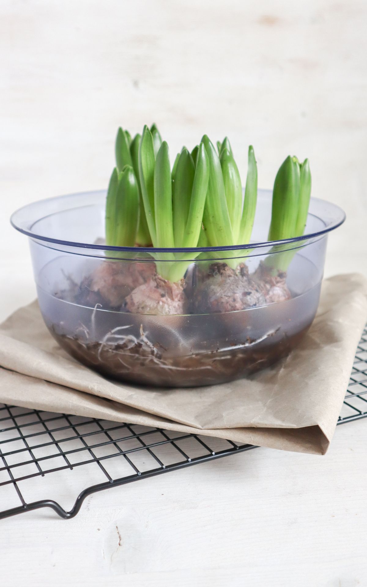 Nie wieder Blumen gießen mit Hyazinthen in Wachs, Moos und Papier! So machst du Wachs Hyazinthen einfach selber - auch mit anderen Blumenzwiebeln wie z.B. Amaryllis. Eine pflegeleichte DIY Frühlingsdeko & Geschenkidee. | Hyazinthen in Wachs, Moos und Papier - Meine DIY Frühlingsdeko bekannt aus SWR Kaffee oder Tee