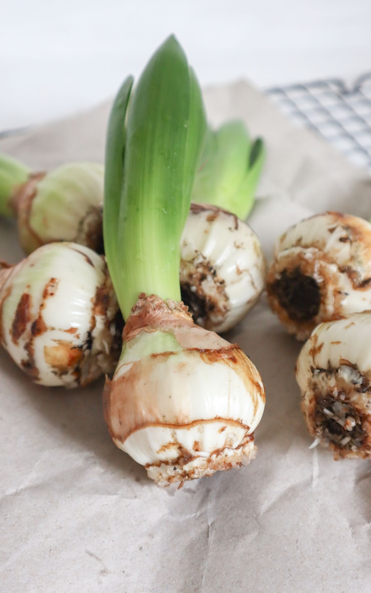 Nie wieder Blumen gießen mit Hyazinthen in Wachs, Moos und Papier! So machst du Wachs Hyazinthen einfach selber - auch mit anderen Blumenzwiebeln wie z.B. Amaryllis. Eine pflegeleichte DIY Frühlingsdeko & Geschenkidee. | Hyazinthen in Wachs, Moos und Papier - Meine DIY Frühlingsdeko bekannt aus SWR Kaffee oder Tee
