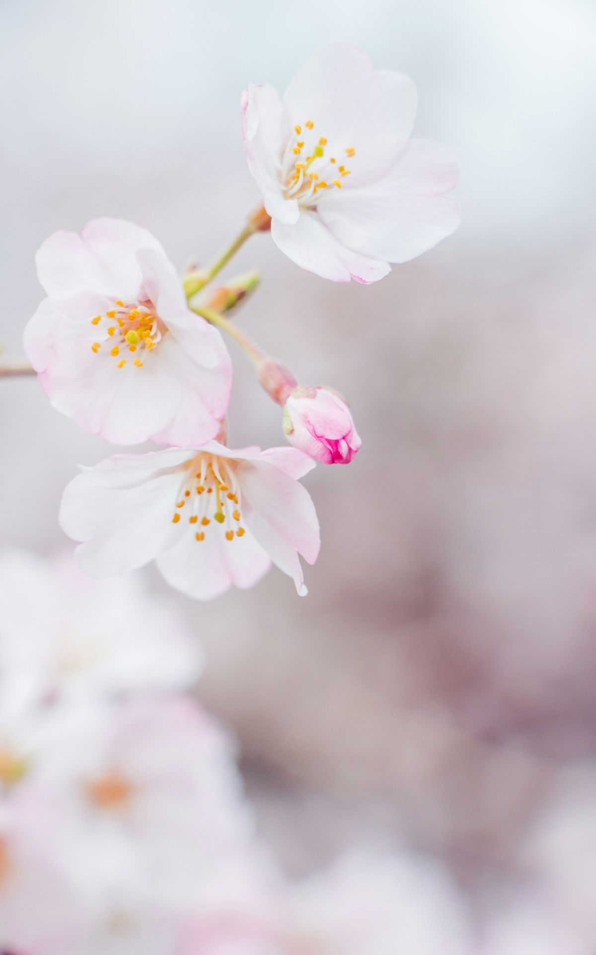 3D Blumen & Wellness Geschenk basteln: Mit dem Plotter entstehen Kirschblüten & Schriftzüge mit Japan-Flair für deine DIY Body Butter, Lippenbalsam & Peeling.